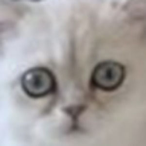 Meet your Posher, Lily